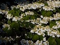 Viburnum plicatum Shasta IMG_9427 Kalina japońska